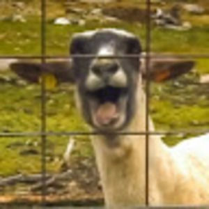 Meet your Posher, Aaron